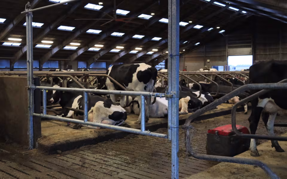 Nyt staldanlæg hos Højrupgaard Agro tages i brug