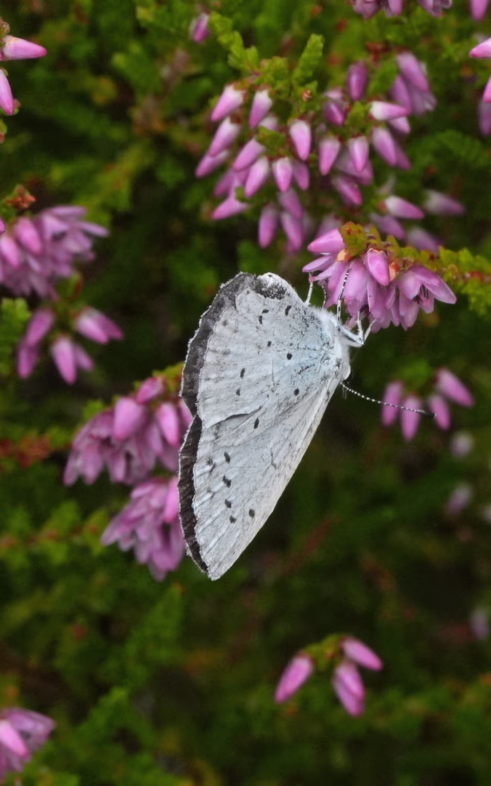 Lys sommerfugl på lilla lyngblomster i Rækkebjerge