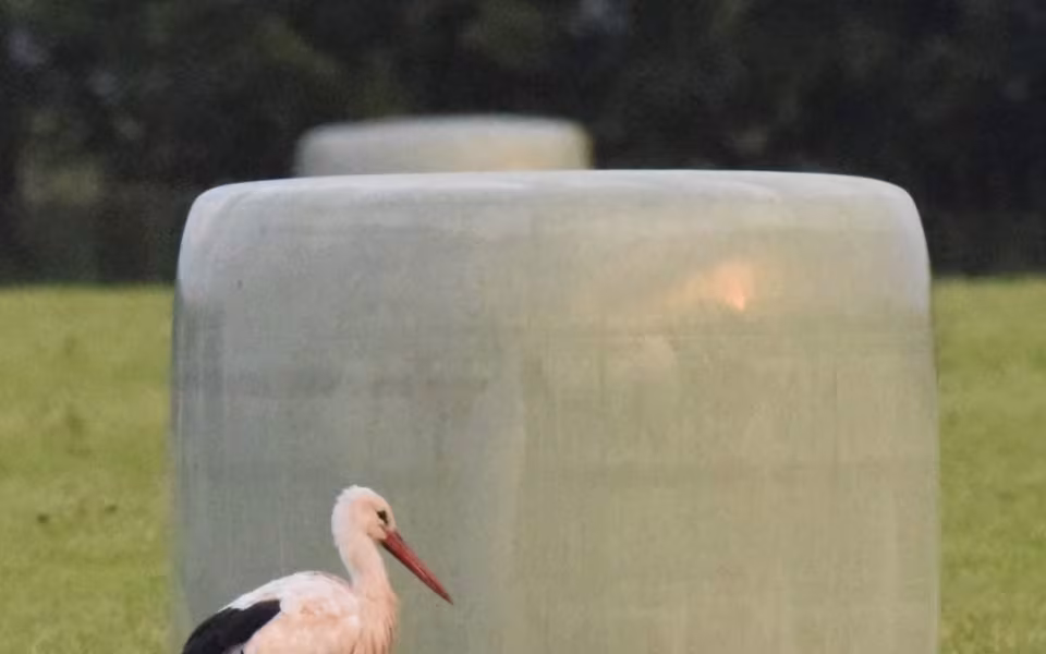 Storke set på mark mellem Kvong og Lydum