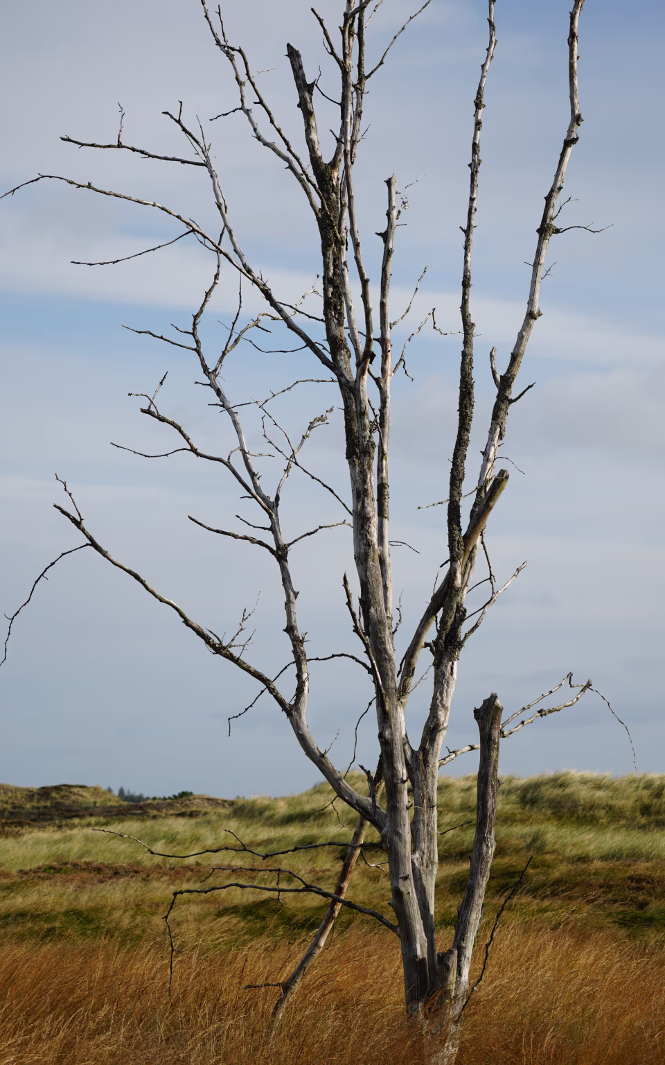Dødt træ i klitterne ved Grærup Strand under blå himmel