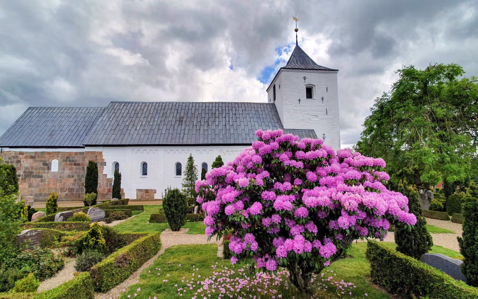 Outrup Kirke bag kirkegård med blomstrende pink rhododendron og grå skyer