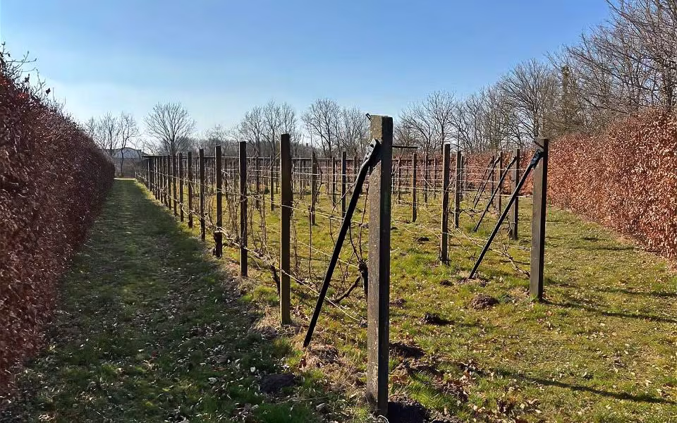 Vinmark udlejes – du laver vinen