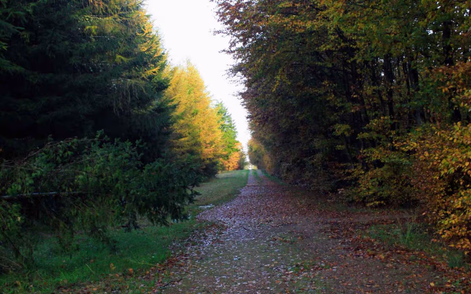 Oplev roen i Orten Plantage