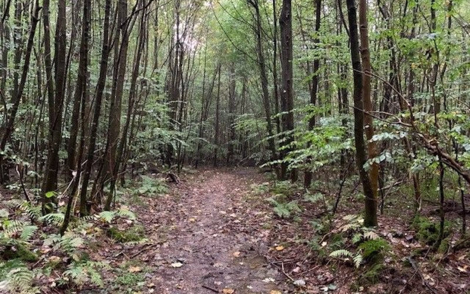 Fovslet skov, rød rute