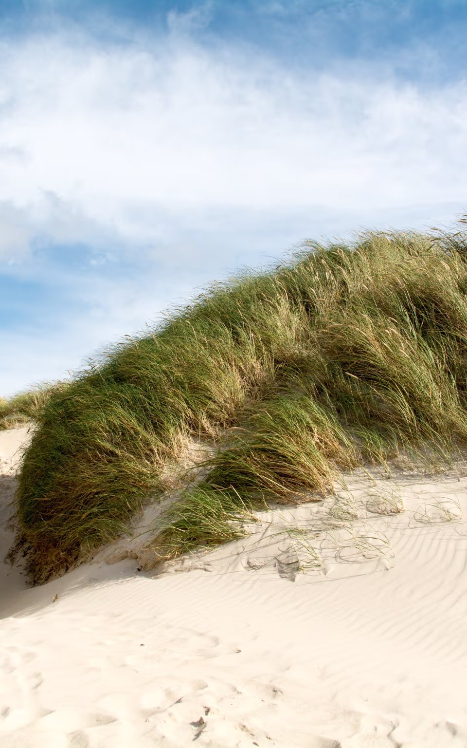 Sandsti mellem marehalmsklædte klitter ved Henne Strand