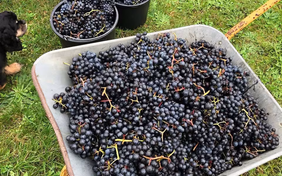 Vinmark udlejes – du laver vinen