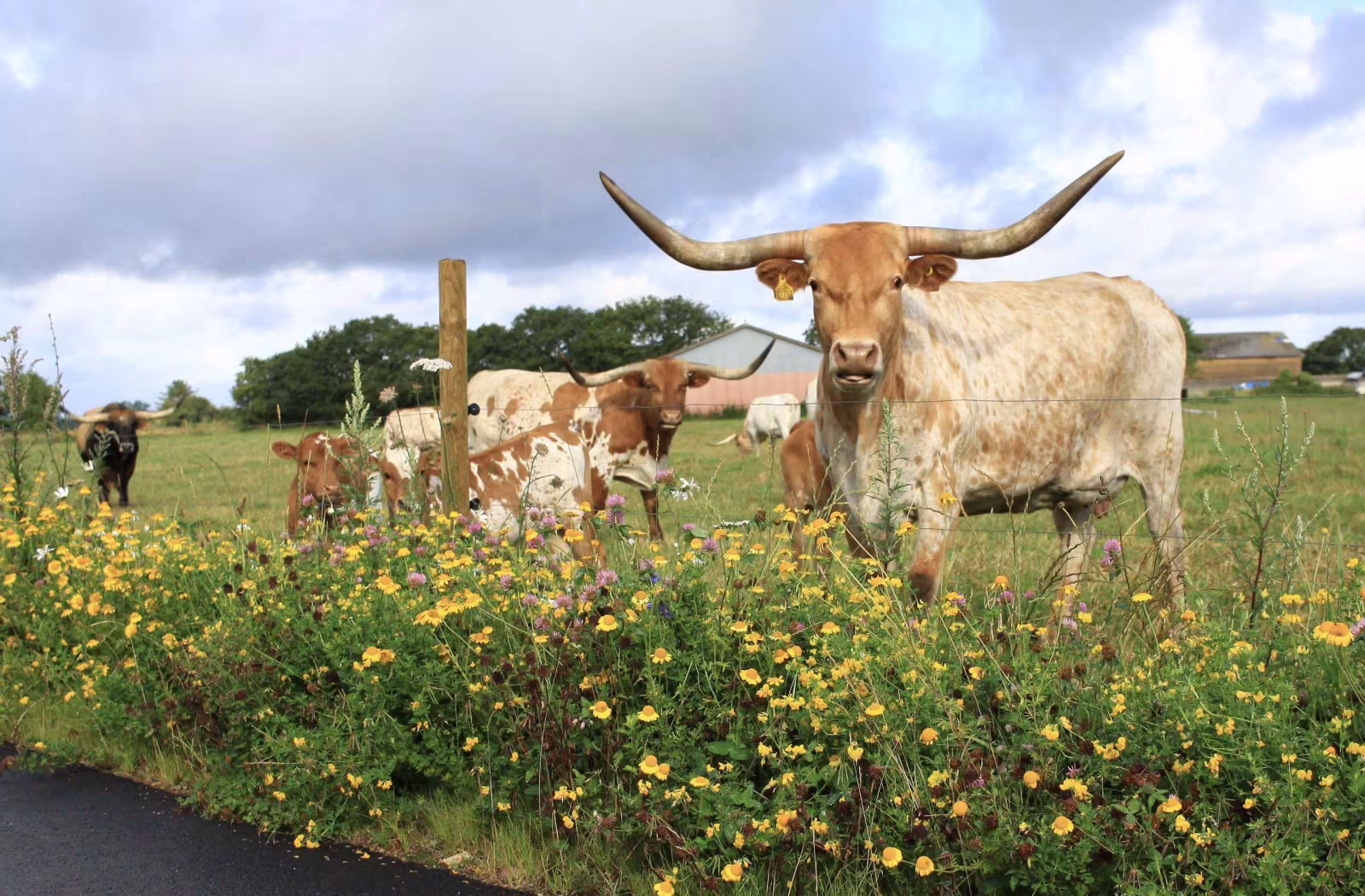 Blomster på Debelvej med Texas Longhorn Kvæg i baggrunden