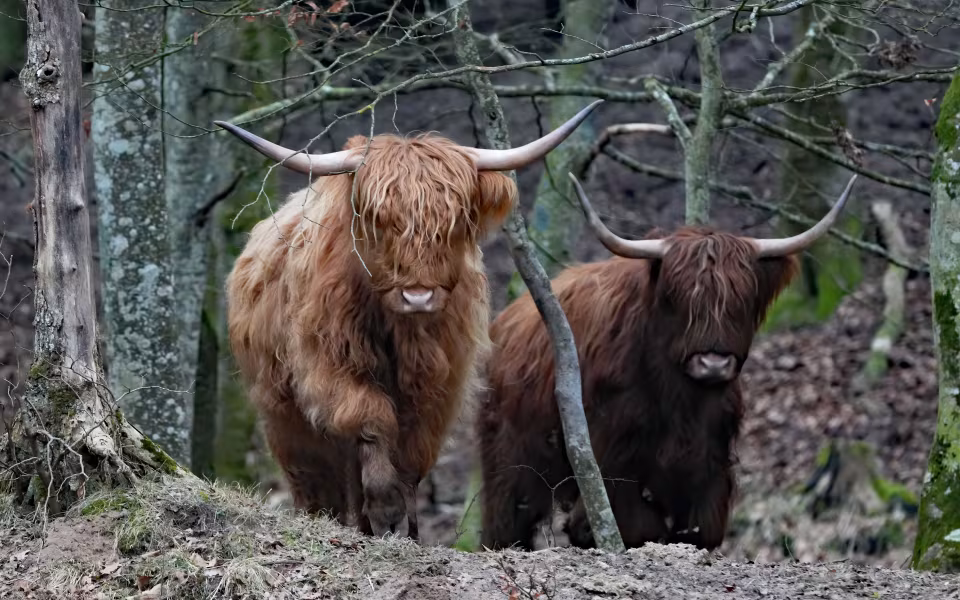 Skotsk højlandskvæg græsser på engene langs Varde Å, der løber gennem Nørholm-området. De gældende fredningsbestemmelser betyder foreløbig, at dyrene ikke må græsse på selve heden.