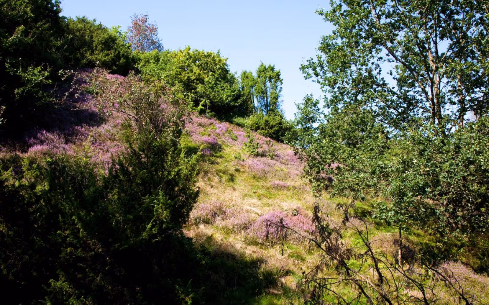 Åsted Ådal