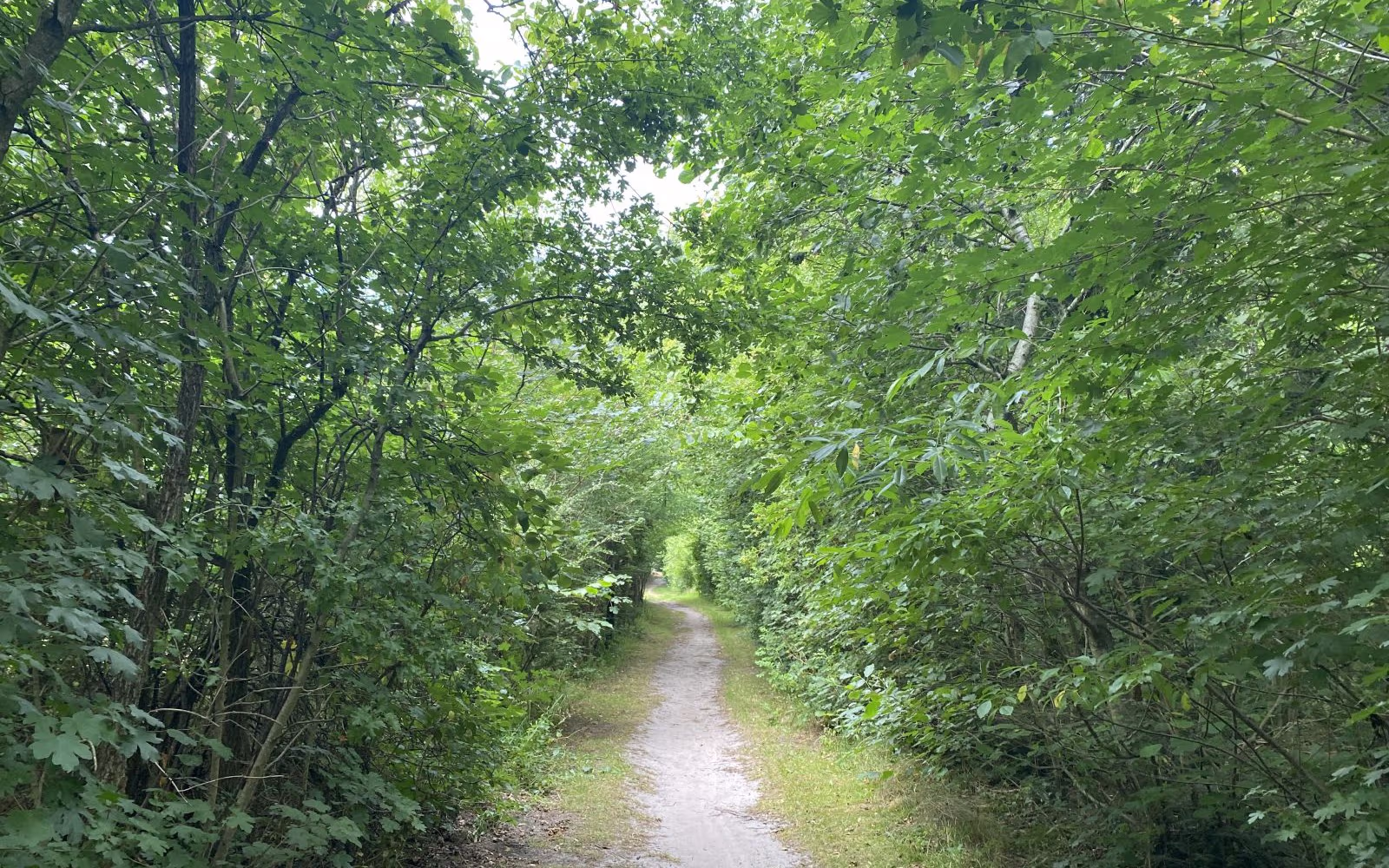 Blå Egernsti