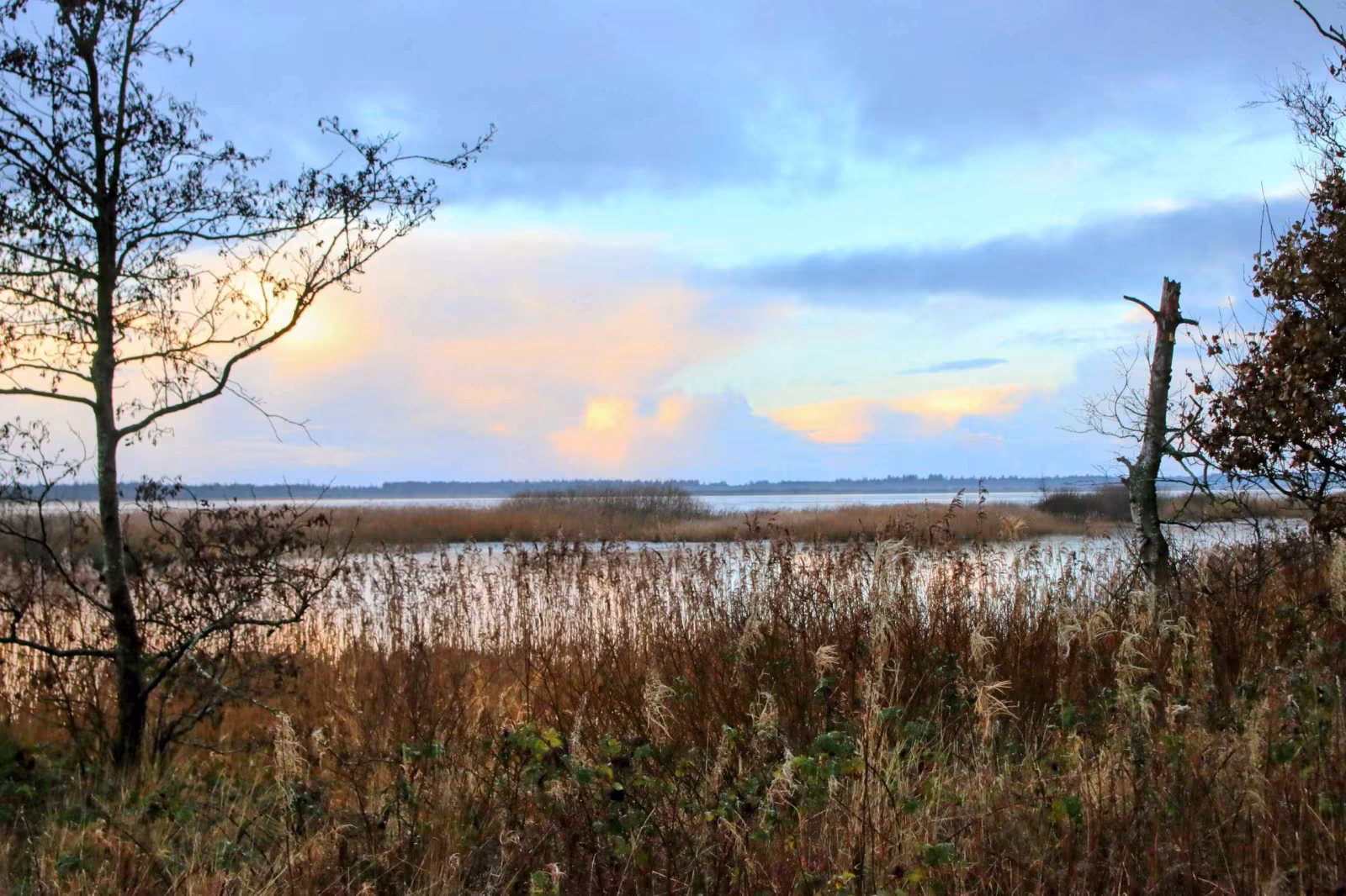 Fuglene ved Filsø