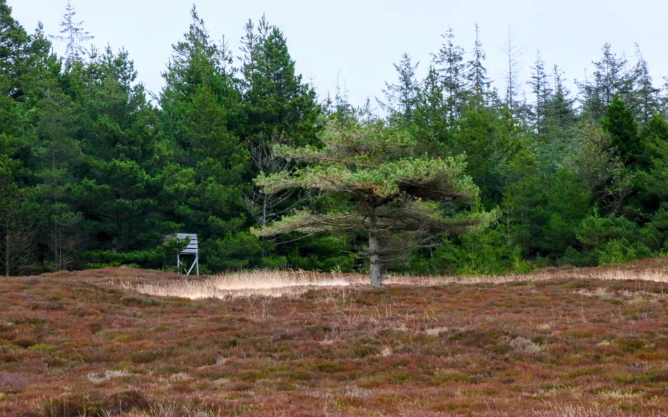 Vrøgum- gul rute- længde: 9.5 km.