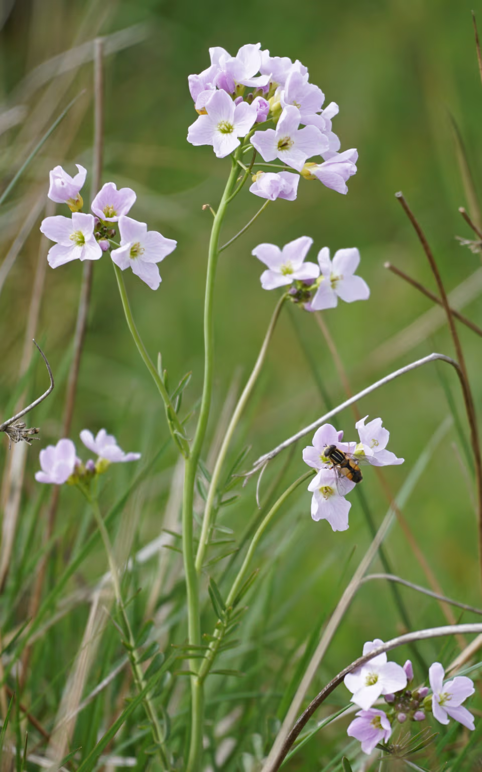 Lyserøde engblomster med svirreflue i græsset ved Lønborggaard