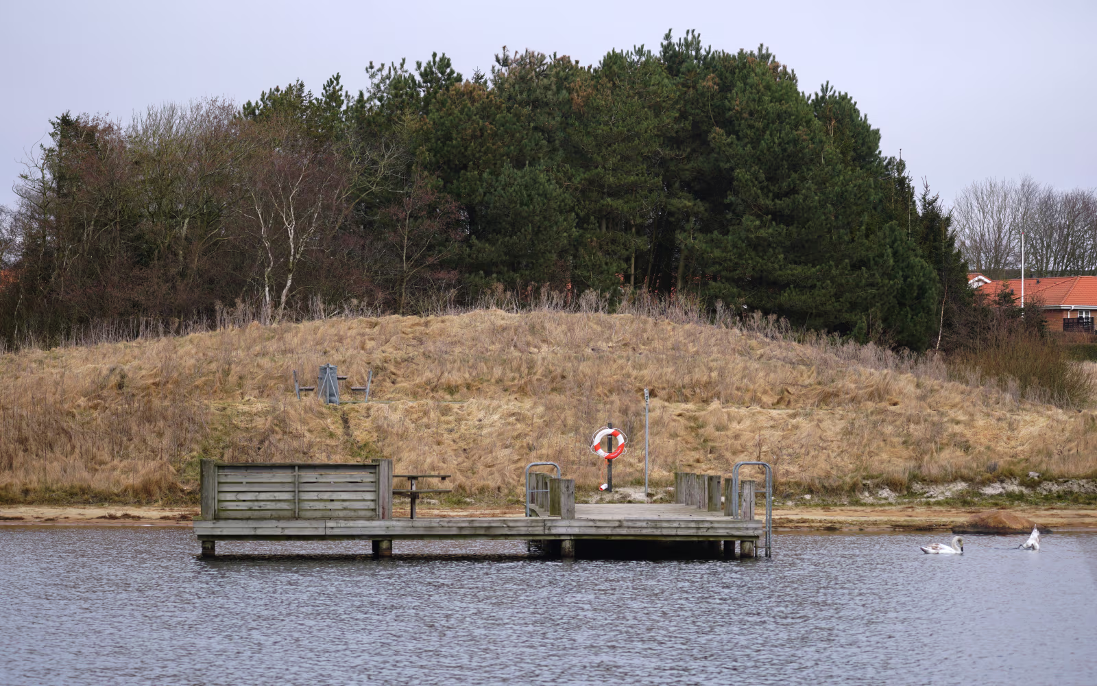 Badebro ved Vanting Sø med svaner i vandet foran