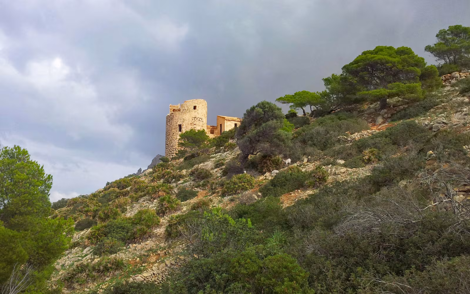 Stentårnet Torre de Cala en Basset på klippeskråning med fyrretræer