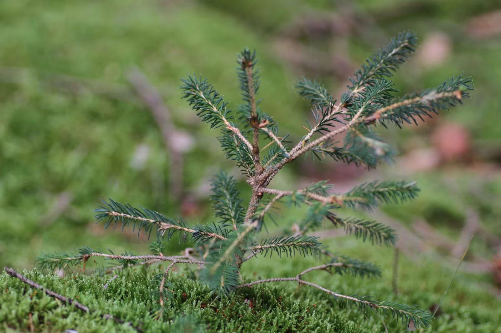 Ny biodiversitetsskov fejres i Outrup