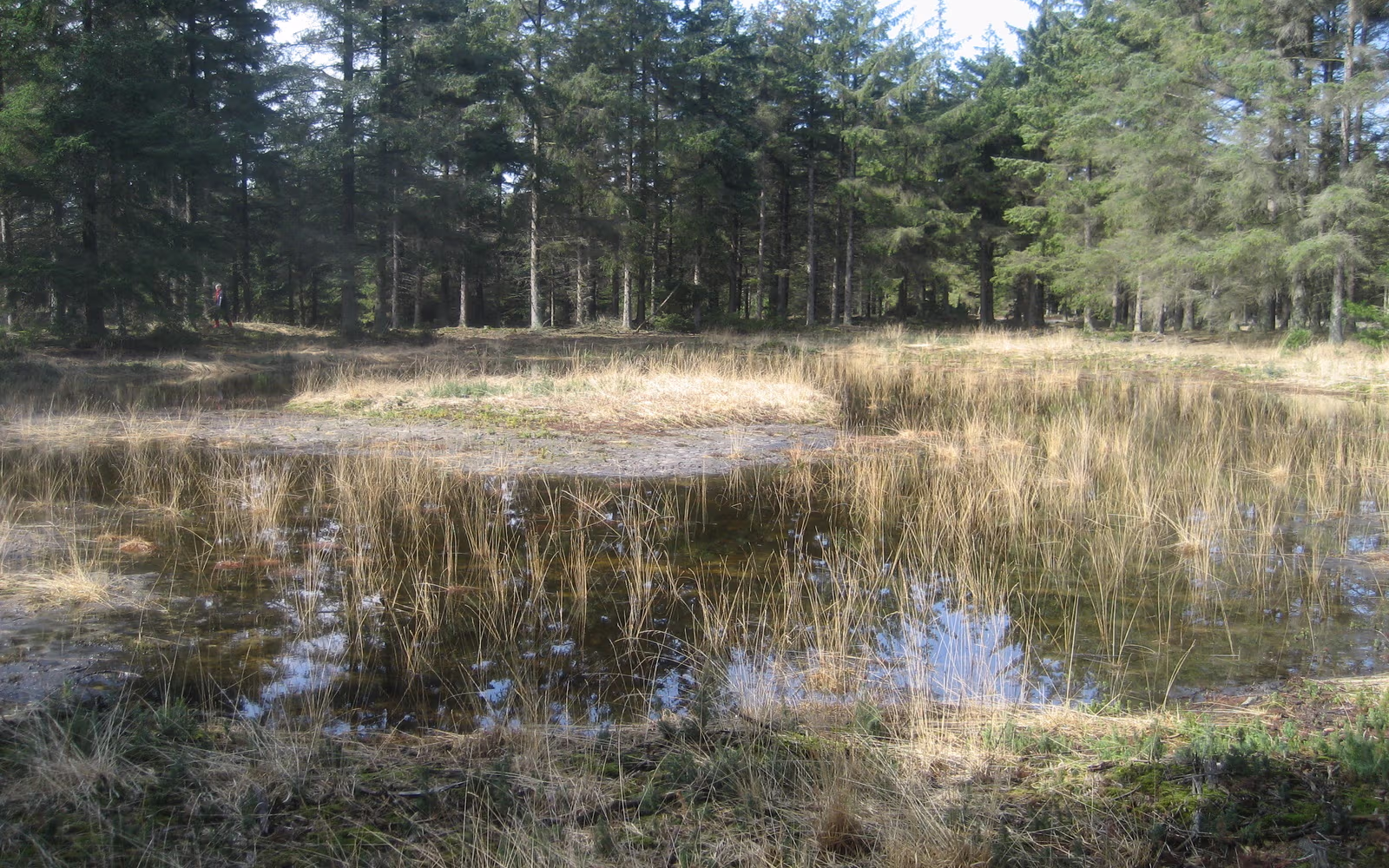 Vejers Klitplantage - nord