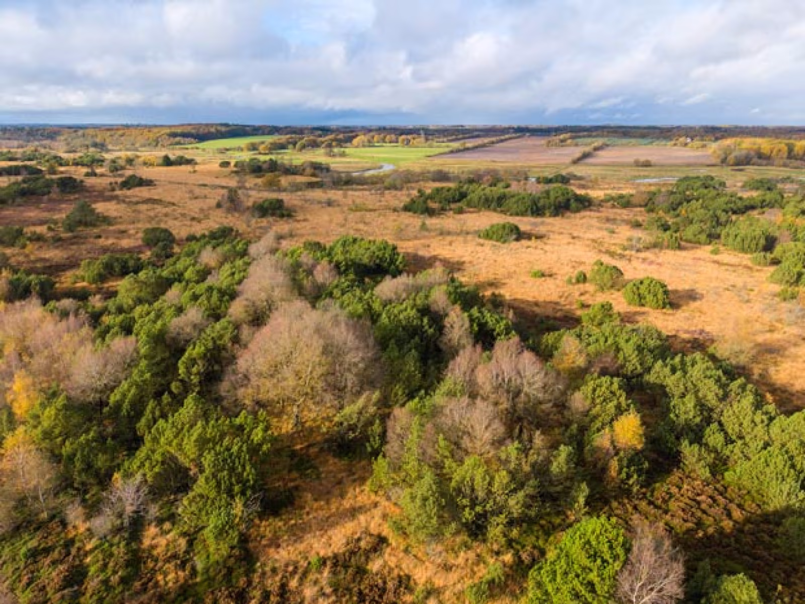 En af de nye vildmarker i Danmark bliver Nørholm Vildmark ved Varde