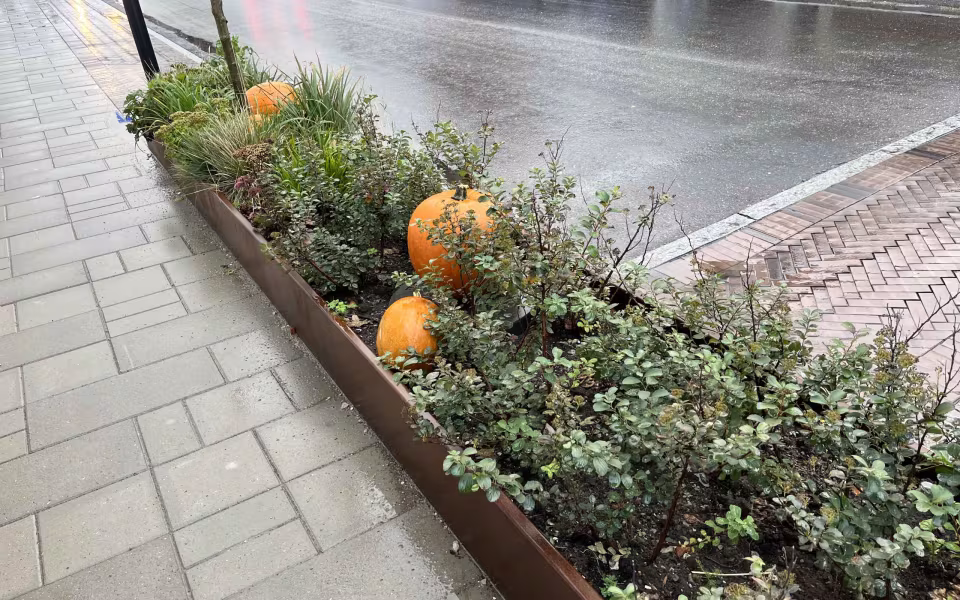 MEWL GÅR AMOK