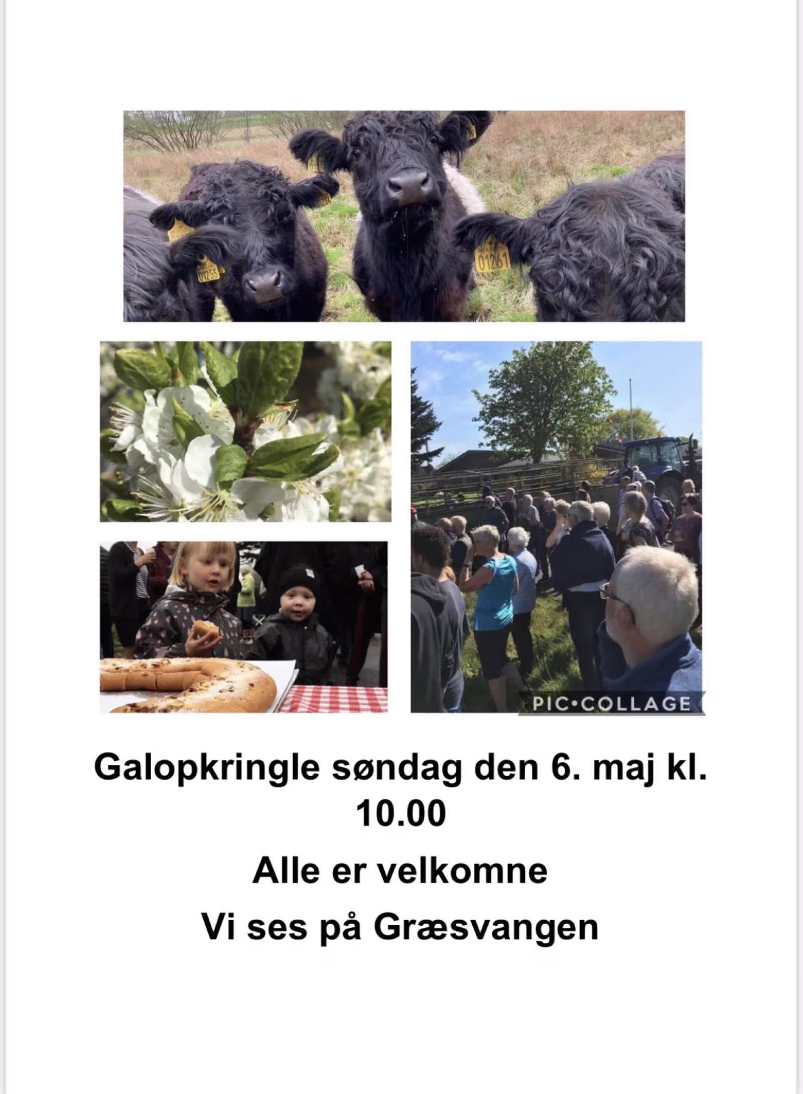 Udbinding af Koklapper laugets stude