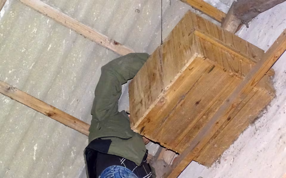 Sløruglepar med unger