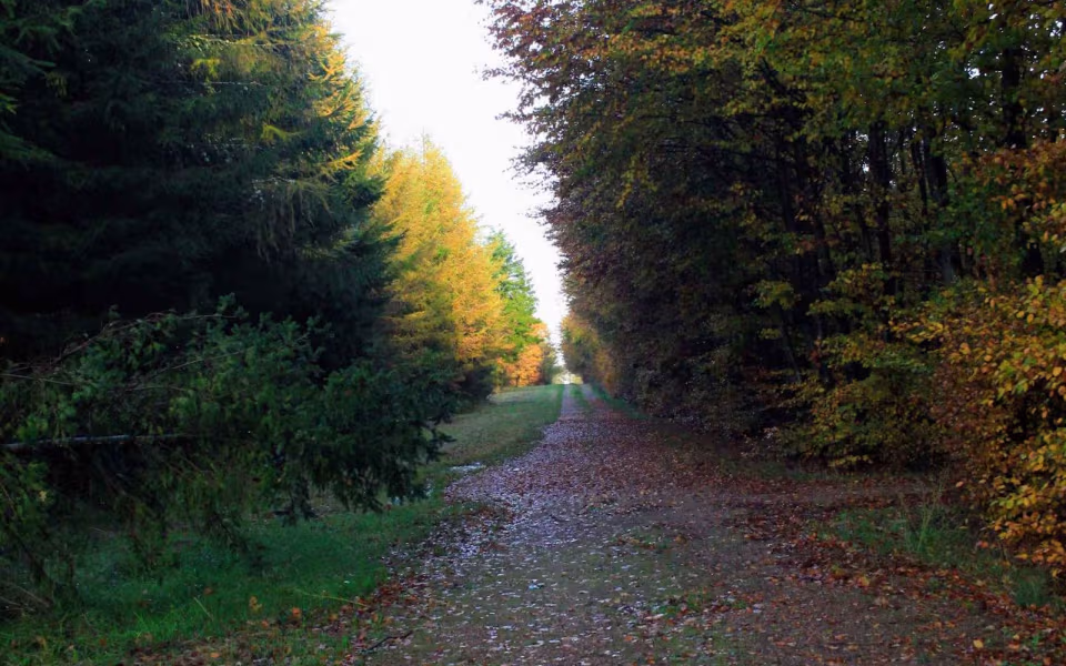 Oplev roen i Orten Plantage