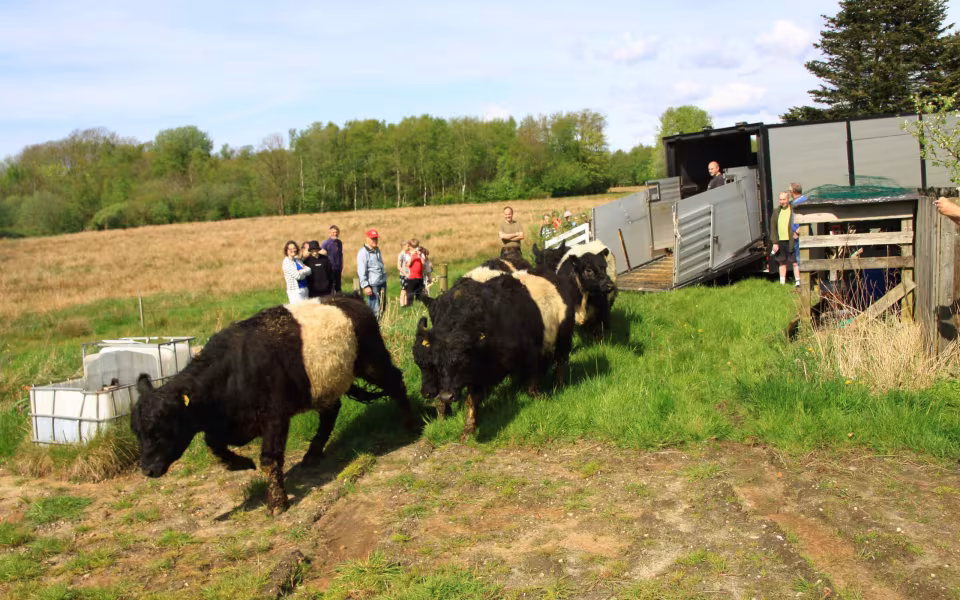 Galloway-studene græsser ved Outrup Anlæg