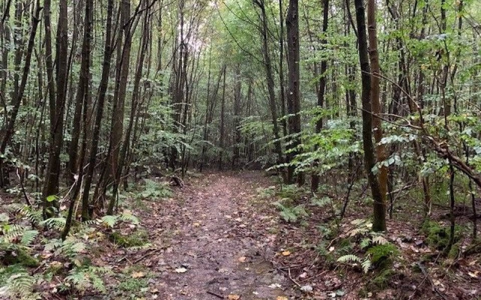 Fovslet skov, rød rute