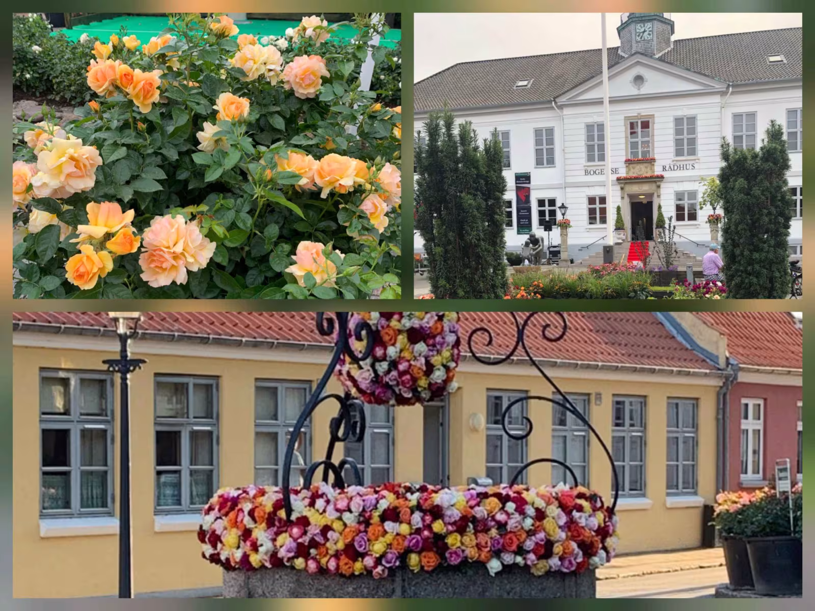 Tur til Rosenfestivalen i Bogense Ældresagen Ølgod & Helle...