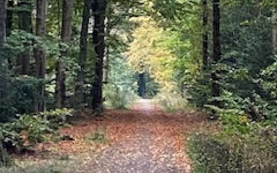 Ølgod Byskovs Venner opfordre til en gåtur i Byskoven, lige nu giver løvfald flotte farver og nye oplevelser.