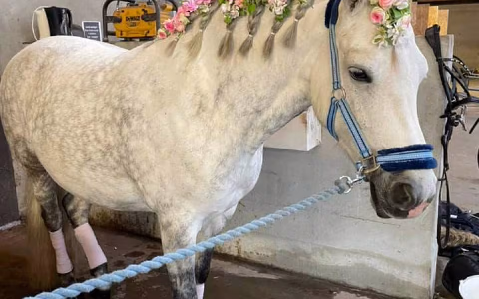 Ponyhygge i Rideklubben Ansager