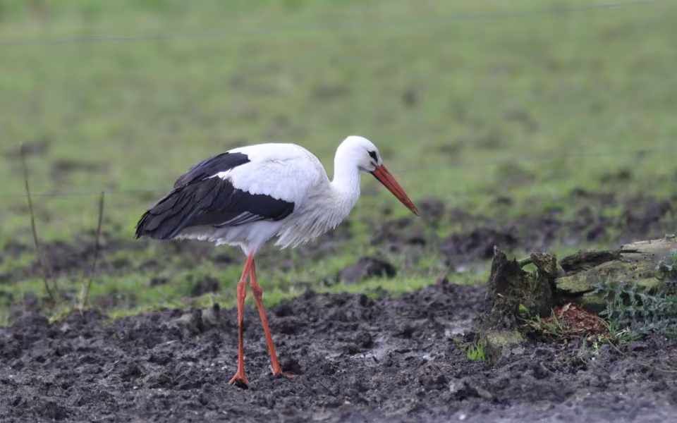 Storken besøger Outrup