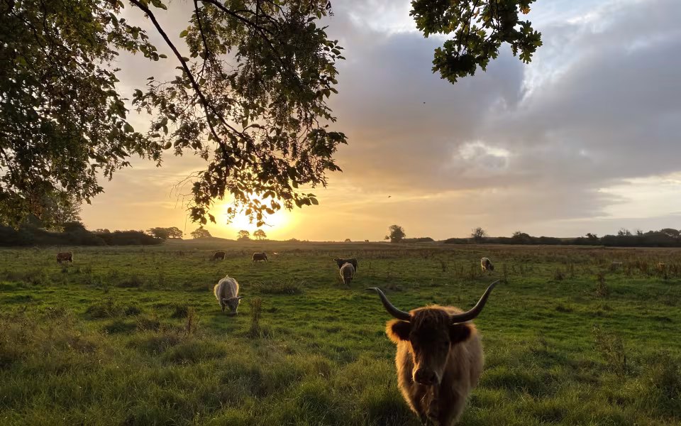 Højlandskvæg græsser på mark ved Skovsgaard Gods under hængende grene i solnedgang