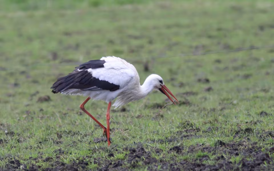 Storken besøger Outrup