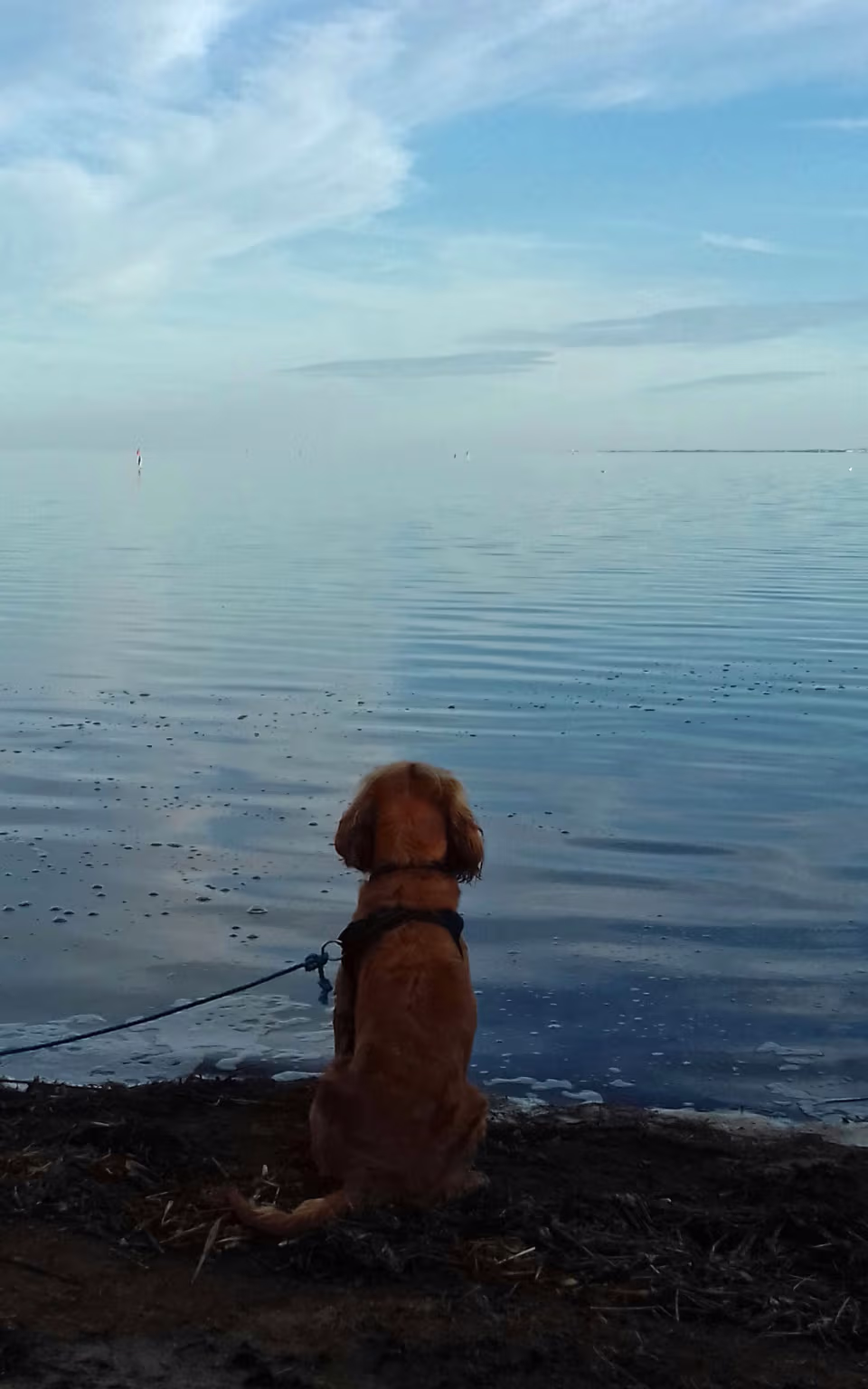Hund i snor sidder ved det stille vand ved Fiskerhusene