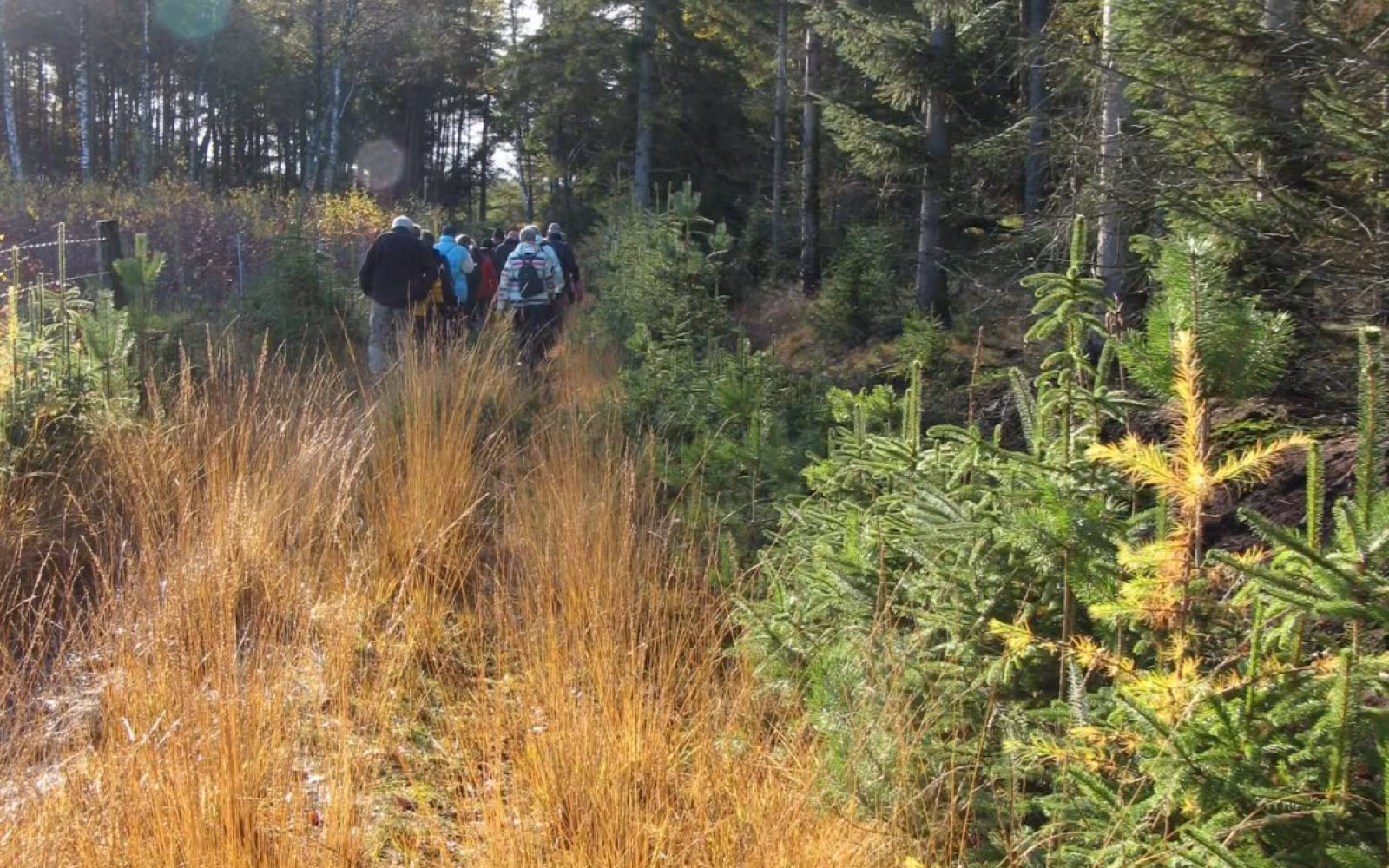 Sødringholm Skov og strandenge