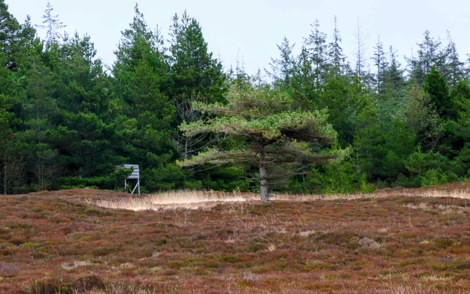 Vrøgum- gul rute