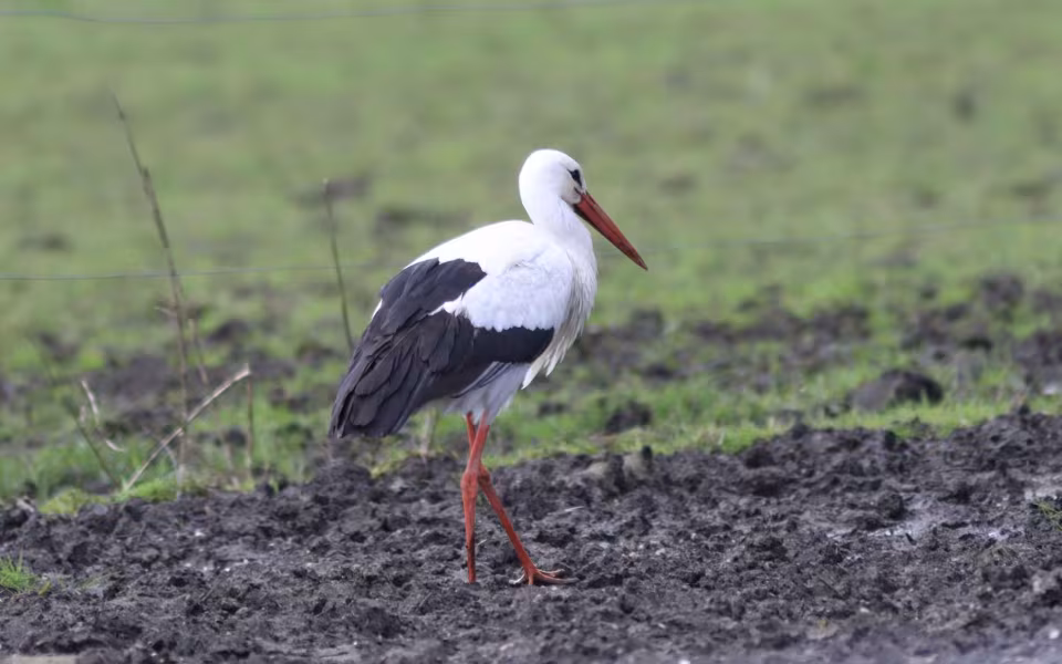 Storken besøger Outrup