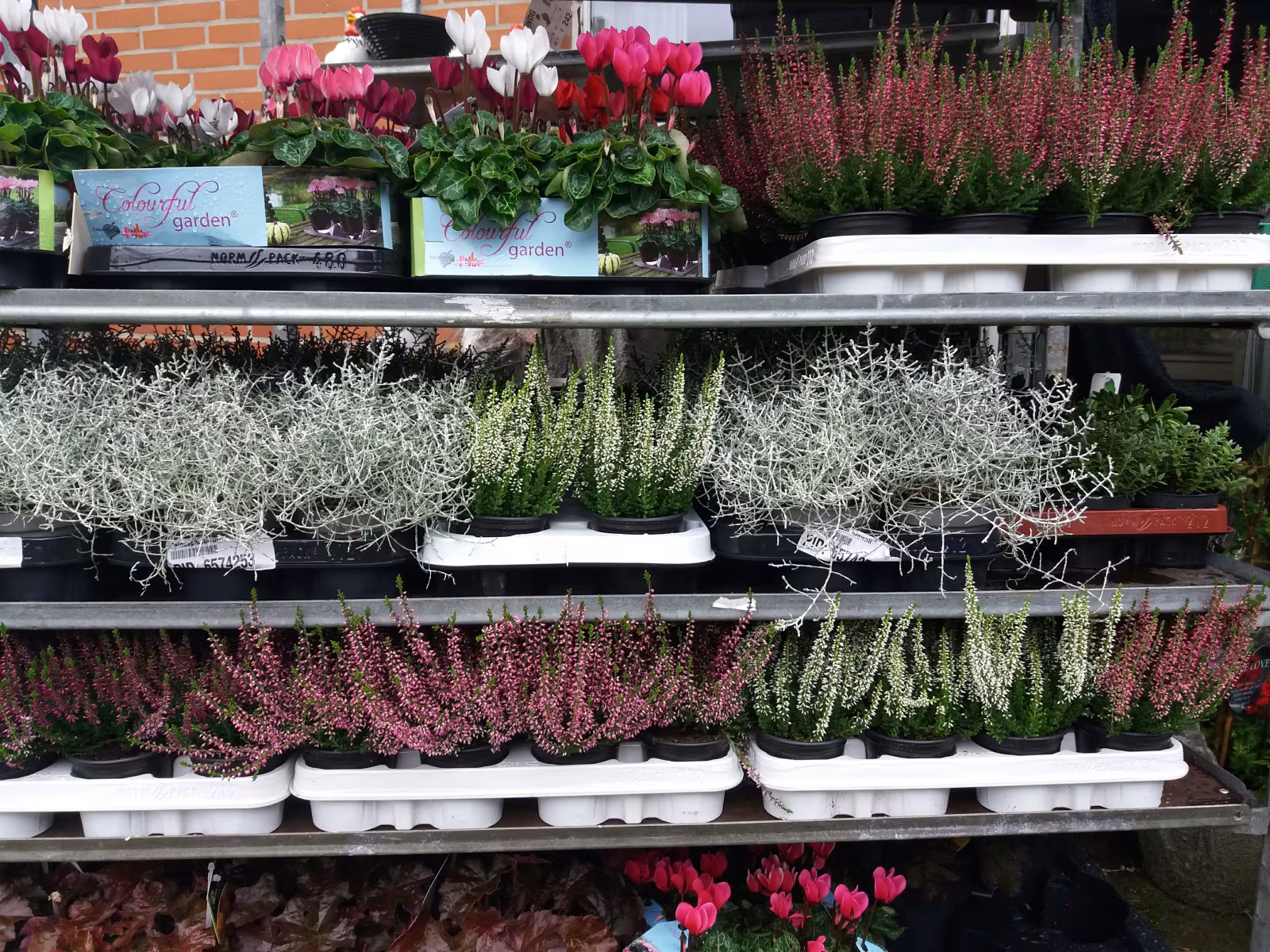 Billige planter til krukkerne