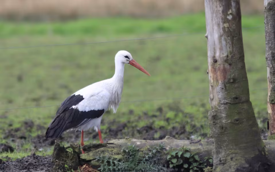 Storken besøger Outrup