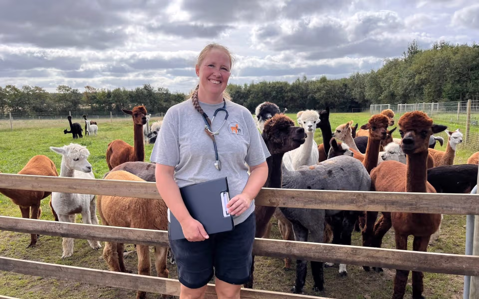 Bliv klog på alpacaer på én dag