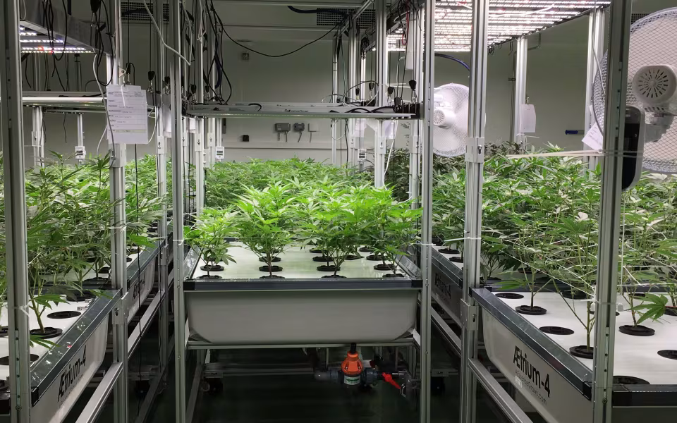 Morten Martinsen, COO hos DanCann Pharma, tjekker kvaliteten af en af de udvalgte cannabisplanter