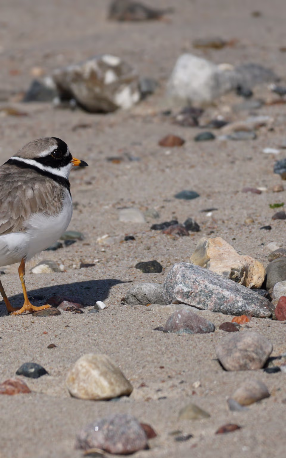 Præstekrave står på stenstranden ved Hjerpsted Strand