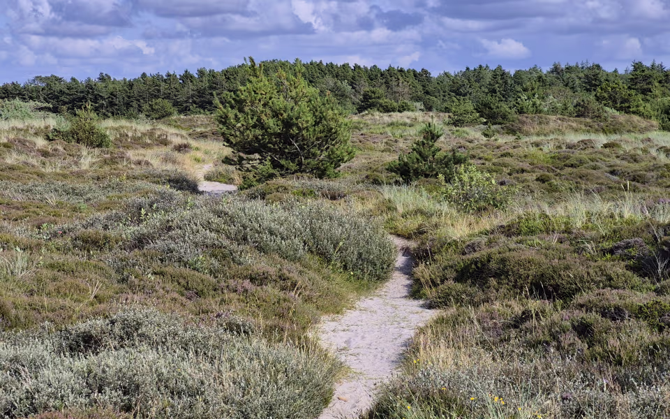 Smal sandsti gennem lyng og klitnatur på Lyngbo Hede ved Henne Strand