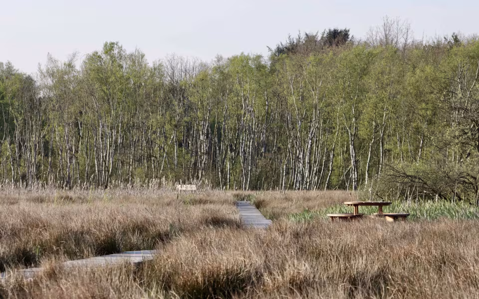 Kvong Mose: En unik naturperle