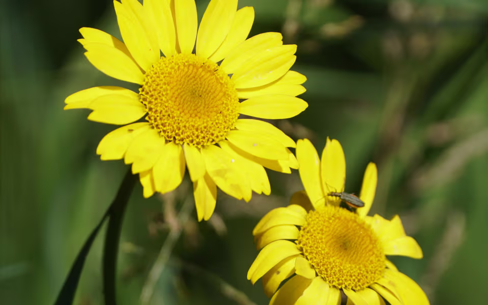 Blomstereng med vilde blomster i Skomagerens Have