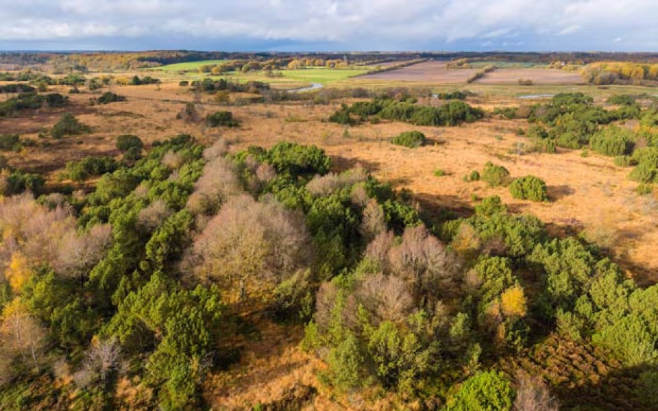En af de nye vildmarker i Danmark bliver Nørholm Vildmark ved Varde