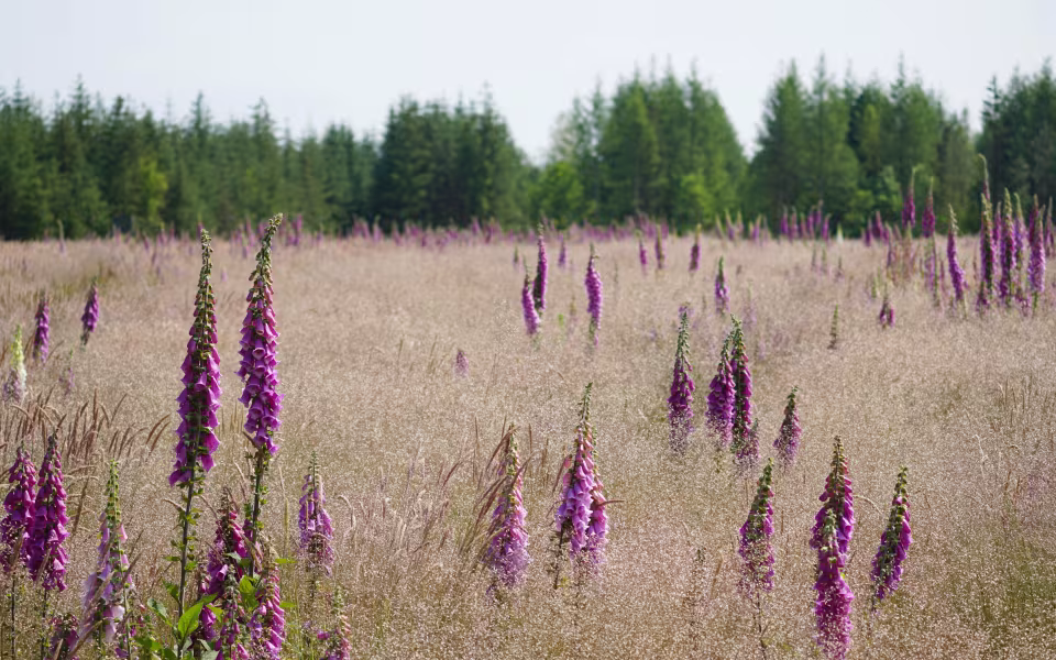 Digitalis står tæt i en rydning i Elbæk Plantage