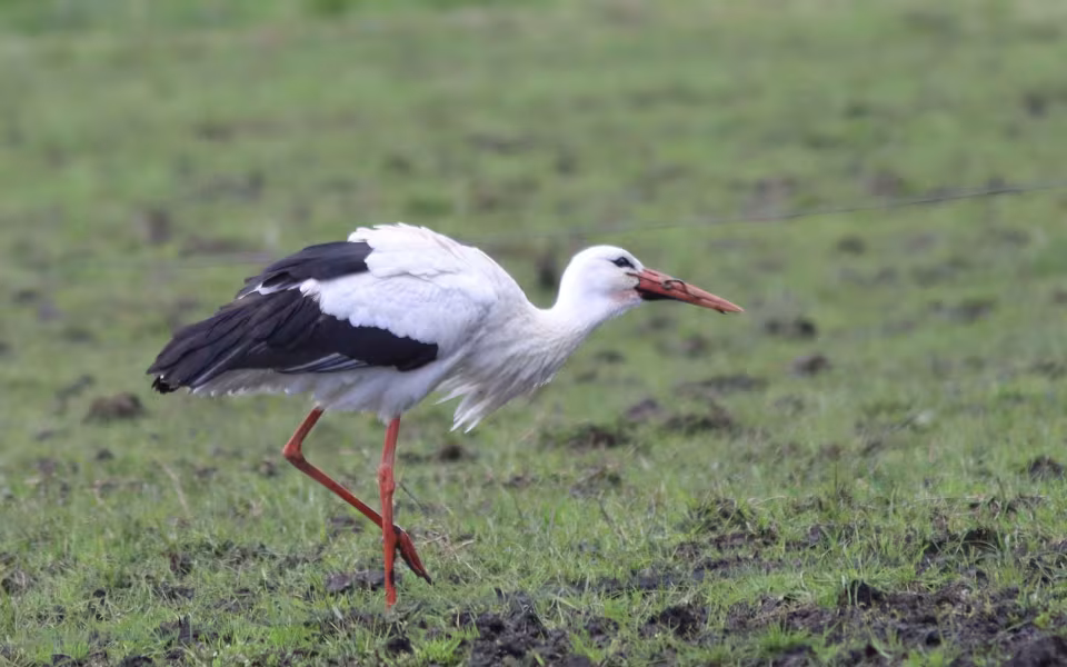 Storken besøger Outrup