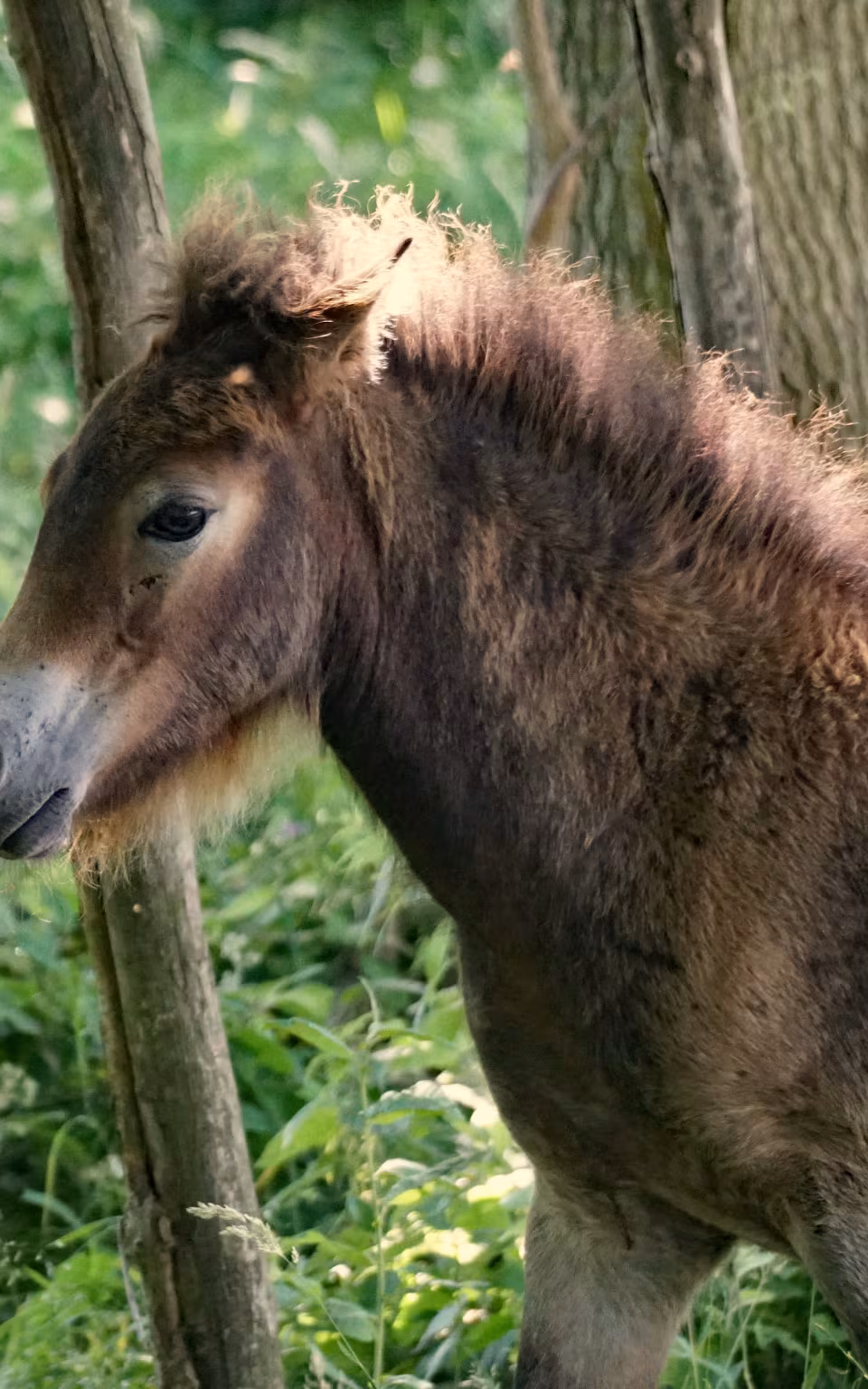 Vildt føl mellem træstammer på Langeland